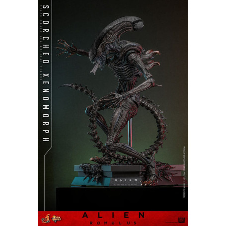 Hot Toys - Alien Romulus - Xenomorfo bruciato MMS 1/6