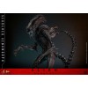 Hot Toys - Alien Romulus - Xenomorfo bruciato MMS 1/6