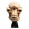 Weta - Il Signore degli Anelli - Teschio di un Troll delle Caverne - LOTR