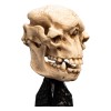 Weta - Il Signore degli Anelli - Teschio di un Troll delle Caverne - LOTR