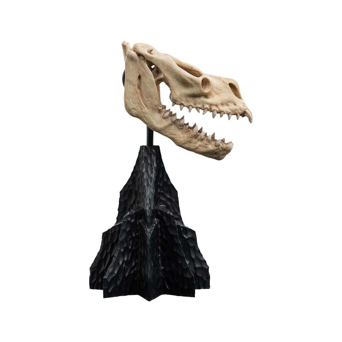 Weta - Il Signore degli Anelli - Cranio di una bestia abbattuta - LOTR