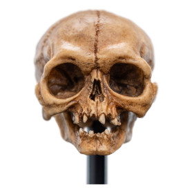 Weta - Il Signore degli Anelli - Teschio di Gollum - LOTR