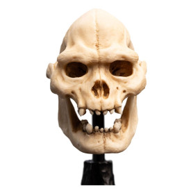 Weta - Il Signore degli Anelli - Teschio di Lurtz - LOTR