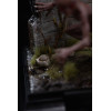 Iron Studios - Voglio credere - E.T. Varginha 1/10 BDS Art Scale