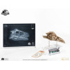 ECC Creature da collezione d'élite - Jurassic Park 3 Velociraptor Camera di Risonanza 1/1