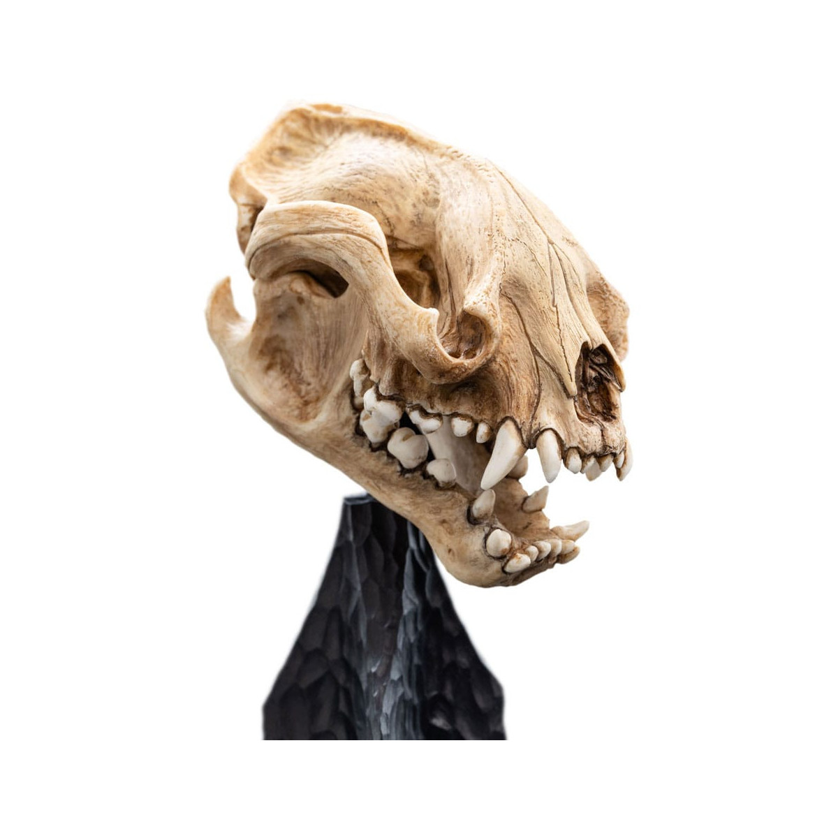 Weta - Il Signore degli Anelli - Teschio di Warg - LOTR