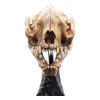 Weta - Il Signore degli Anelli - Teschio di Warg - LOTR