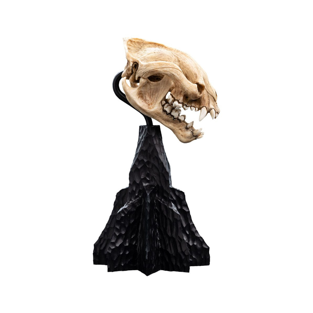 Weta - Il Signore degli Anelli - Teschio di Warg - LOTR