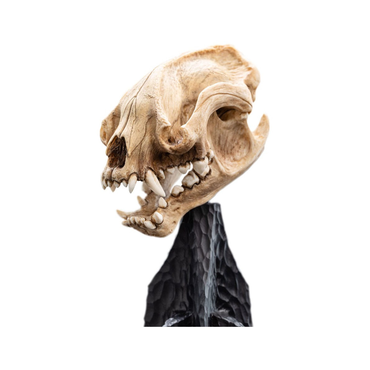 Weta - Il Signore degli Anelli - Teschio di Warg - LOTR