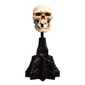 Weta - Il Signore degli Anelli - Teschio di un orco di Mordor - LOTR