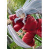 GoodSmile - InuYasha statua pvc 1/7