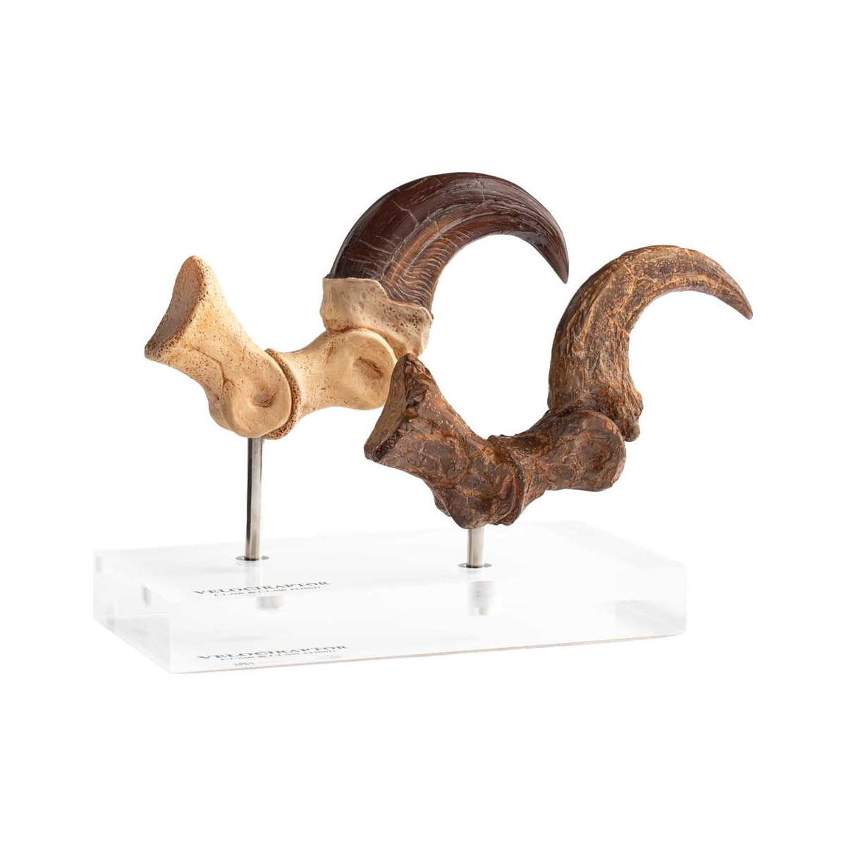 Toynami ECC Elite Creature Collectibles - Set di artigli da piede e artigli fossili di Velociraptor Jurassic Park