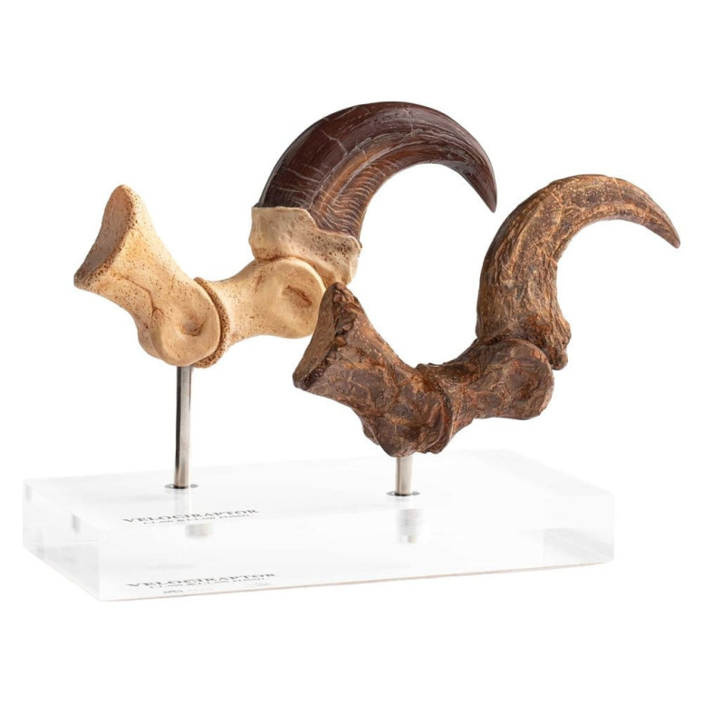 Toynami ECC Elite Creature Collectibles - Set di artigli da piede e artigli fossili di Velociraptor Jurassic Park