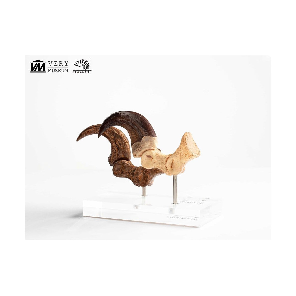 Toynami ECC Elite Creature Collectibles - Set di artigli da piede e artigli fossili di Velociraptor Jurassic Park