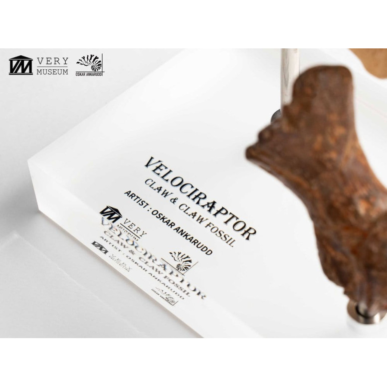 Toynami ECC Elite Creature Collectibles - Set di artigli da piede e artigli fossili di Velociraptor Jurassic Park