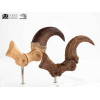 Toynami ECC Elite Creature Collectibles - Set di artigli da piede e artigli fossili di Velociraptor Jurassic Park