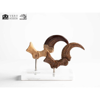 Toynami ECC Elite Creature Collectibles - Set di artigli da piede e artigli fossili di Velociraptor Jurassic Park