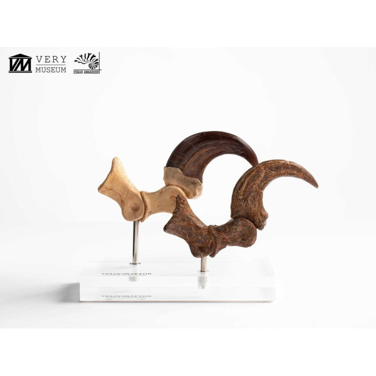 Toynami ECC Elite Creature Collectibles - Set di artigli da piede e artigli fossili di Velociraptor Jurassic Park