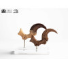 Toynami ECC Elite Creature Collectibles - Set di artigli da piede e artigli fossili di Velociraptor Jurassic Park