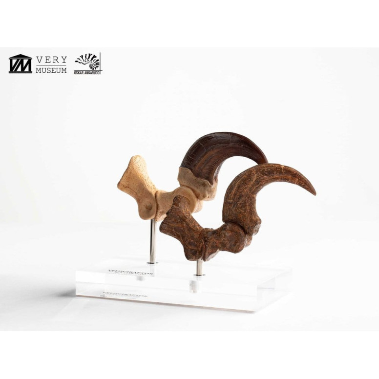 Toynami ECC Elite Creature Collectibles - Set di artigli da piede e artigli fossili di Velociraptor Jurassic Park
