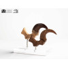 Toynami ECC Elite Creature Collectibles - Set di artigli da piede e artigli fossili di Velociraptor Jurassic Park