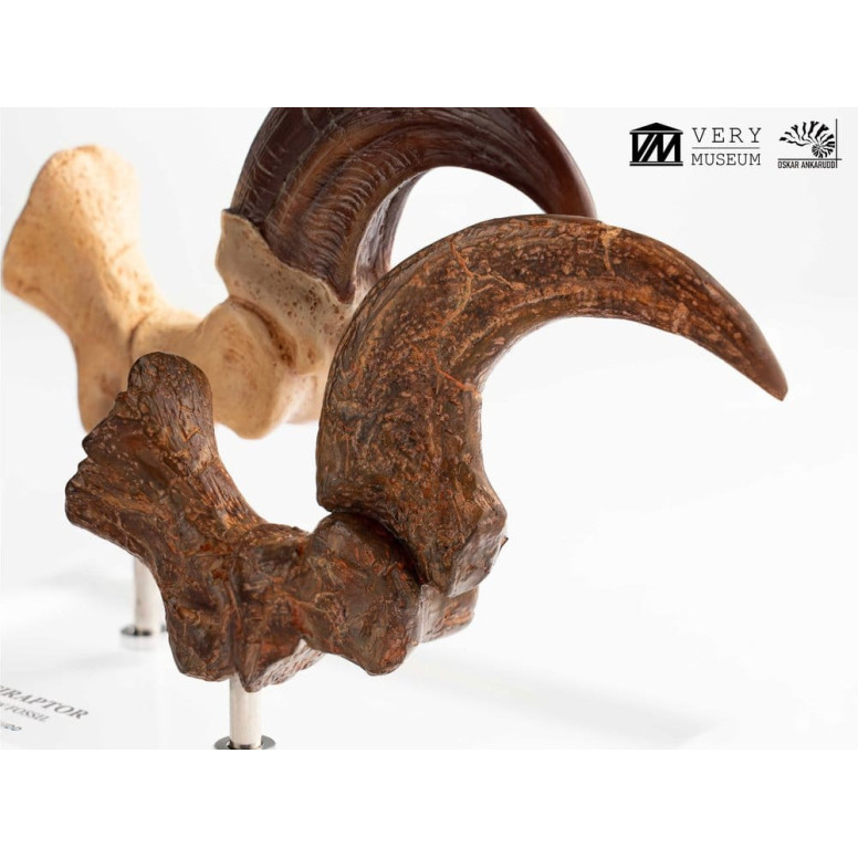 Toynami ECC Elite Creature Collectibles - Set di artigli da piede e artigli fossili di Velociraptor Jurassic Park