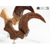 Toynami ECC Elite Creature Collectibles - Set di artigli da piede e artigli fossili di Velociraptor Jurassic Park