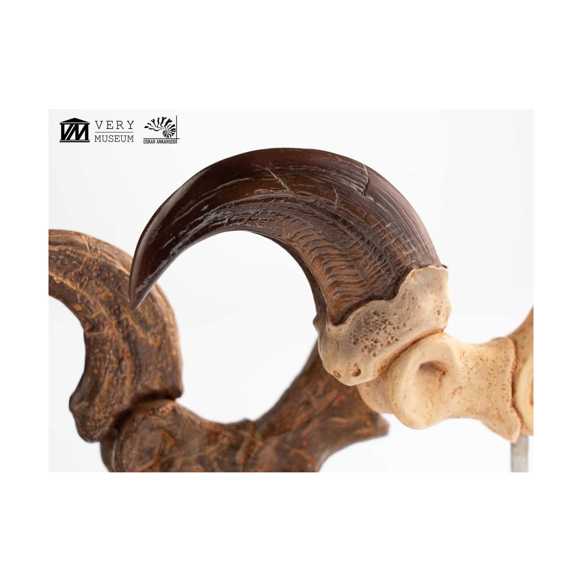 Toynami ECC Elite Creature Collectibles - Set di artigli da piede e artigli fossili di Velociraptor Jurassic Park