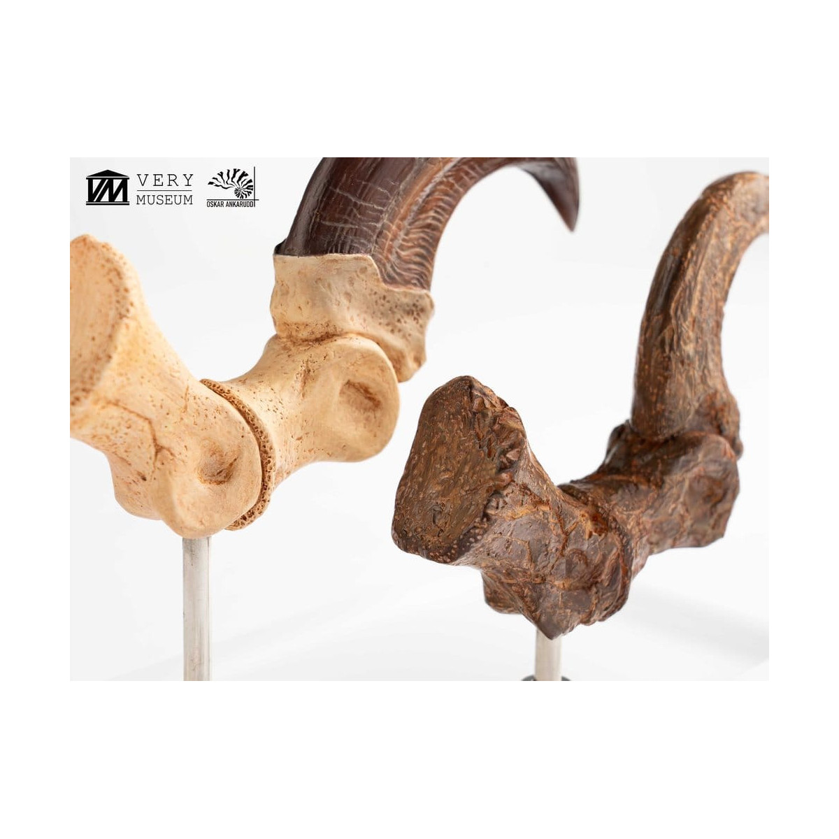 Toynami ECC Elite Creature Collectibles - Set di artigli da piede e artigli fossili di Velociraptor Jurassic Park