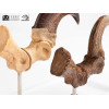 Toynami ECC Elite Creature Collectibles - Set di artigli da piede e artigli fossili di Velociraptor Jurassic Park