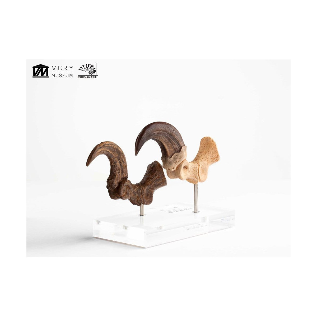 Toynami ECC Elite Creature Collectibles - Set di artigli da piede e artigli fossili di Velociraptor Jurassic Park