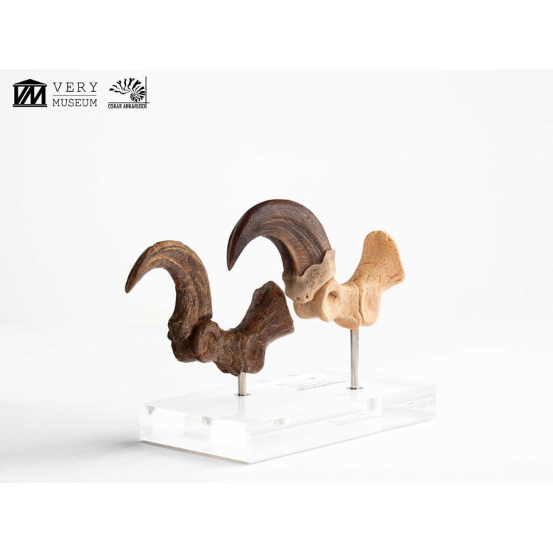 Toynami ECC Elite Creature Collectibles - Set di artigli da piede e artigli fossili di Velociraptor Jurassic Park