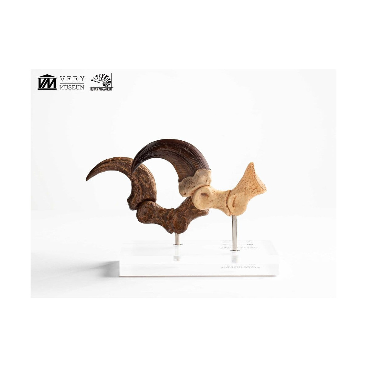 Toynami ECC Elite Creature Collectibles - Set di artigli da piede e artigli fossili di Velociraptor Jurassic Park