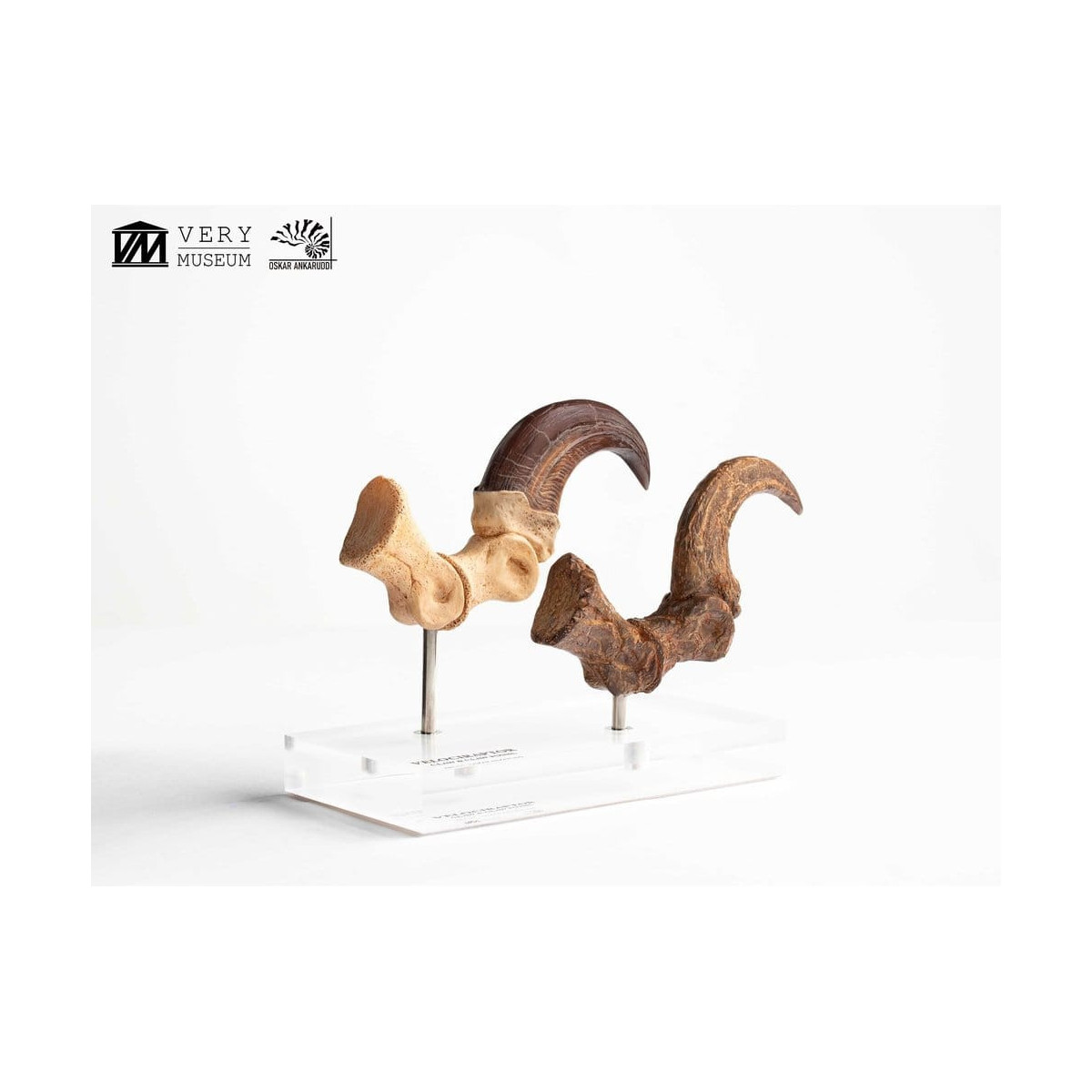 Toynami ECC Elite Creature Collectibles - Set di artigli da piede e artigli fossili di Velociraptor Jurassic Park