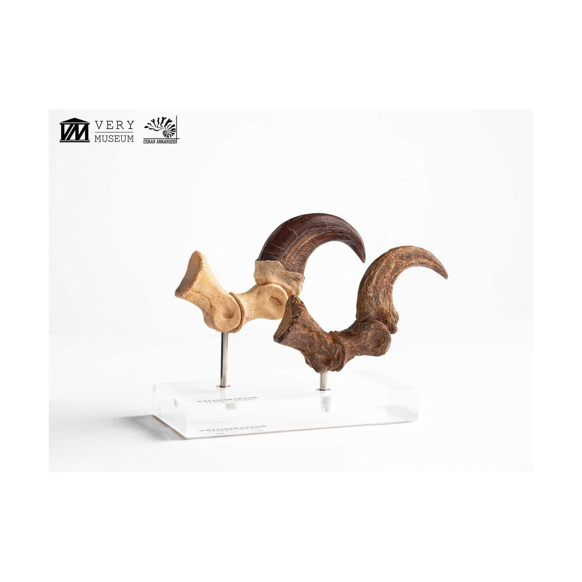 Toynami ECC Elite Creature Collectibles - Set di artigli da piede e artigli fossili di Velociraptor Jurassic Park