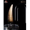 ECC Elite Creature Collectibles - Jurassic Park 3 Replica 1/1 Dente di Spinosauro