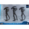 Hot Toys - Aliens  -  Alien Warrior v2 Deluxe MMS scala 1/6