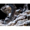 Iron Studios - Blu & Beta - Jurassic World Dominion 1/10 BDS Art Scale
