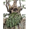 Weta - Statua di Leaflock l'Ent 1/6 - Il Signore degli Anelli