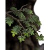 Weta - Statua di Leaflock l'Ent 1/6 - Il Signore degli Anelli