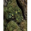 Weta - Statua di Leaflock l'Ent 1/6 - Il Signore degli Anelli